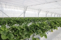 Growing strawberries on elevated structures of Meteor Systems - Lyaskovo village Growing strawberries on elevated structures of Meteor Systems - Lyaskovo village