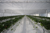 Growing strawberries on elevated structures of Meteor Systems - Lyaskovo village Growing strawberries on elevated structures of Meteor Systems - Lyaskovo village