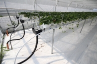 Growing strawberries on elevated structures of Meteor Systems - Lyaskovo village Growing strawberries on elevated structures of Meteor Systems - Lyaskovo village