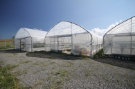 Growing strawberries on elevated structures of Meteor Systems - Lyaskovo village Growing strawberries on elevated structures of Meteor Systems - Lyaskovo village