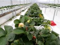 Protective system against hail, frost and rain Protective system against hail, frost and rain