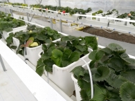 Growing strawberries on elevated structures of Meteor Systems - Lyaskovo village Growing strawberries on elevated structures of Meteor Systems - Lyaskovo village