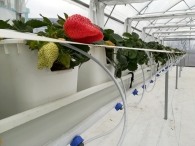 Отглеждане на ягоди върху повдигнати конструкции на Meteor Systems - с. Лясково, общ. Айтос
