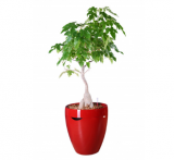 Calimera Flower, wine red colour