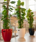 Calimera Flower pot A2 50cm