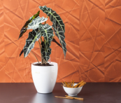 Calimera Flower pot A2 