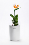 Calimera Flower pot B2, 17 cm