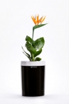 Calimera Flower pot B2 