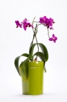 Calimera Flower pot