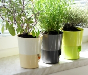 Flower pot Rosmarin Flower pot Rosmarin