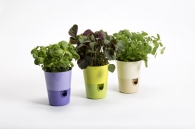 Selwatering Pots Rosmarin Selwatering Pots Rosmarin