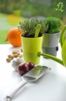 Selwatering Pots Rosmarin Selwatering Pots Rosmarin