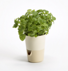 Selwatering Pots Rosmarin Selwatering Pots Rosmarin