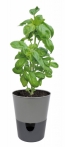 Selwatering Pots Rosmarin Selwatering Pots Rosmarin