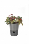 Selwatering Pots Rosmarin Selwatering Pots Rosmarin