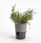 Selwatering Pots Rosmarin Selwatering Pots Rosmarin