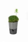 Selwatering Pots Rosmarin Selwatering Pots Rosmarin