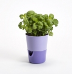 Selwatering Pots Rosmarin Selwatering Pots Rosmarin