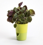 Selwatering Pots Rosmarin Selwatering Pots Rosmarin