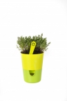 Selwatering Pots Rosmarin Selwatering Pots Rosmarin