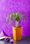 Selwatering Pots Mimosa 