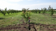 Подпочвено капково напояване на овощна градина