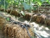 Cucumbers drip irrigation with drip tape Aqua-TraXX