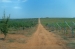 Drip irrigation on table vineyards with drip tape DRIP-IN PC