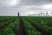 Spraying irrigation on vegetables yards in Kosharitsa village, Burgas